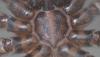 Eratigena sp.